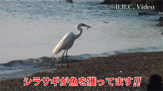 fc01