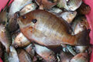 fc01