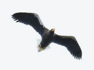 fc01